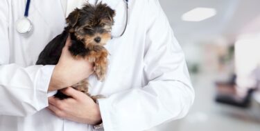 VetsSurvey 2021 report: Understanding the veterinary profession